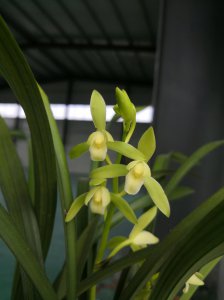 什么品种的兰花最名贵 何种兰花最贵？