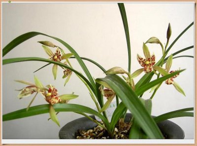 最香的四季兰花品种 最香的兰花品种