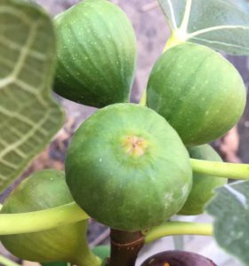 最耐寒的无花果品种 最耐寒的无花果选择