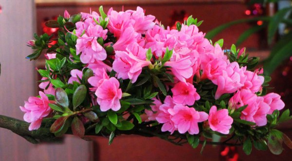 最漂亮的杜鹃花品种