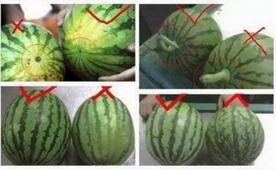 水果有公母之分吗 水果是否有雌雄区别？