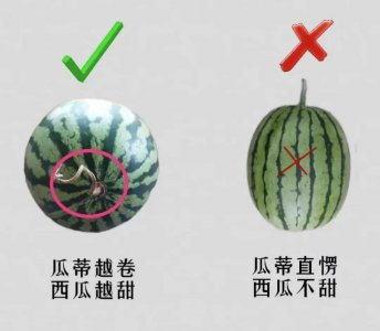 西瓜有公母之分吗 西瓜有性别之分吗？