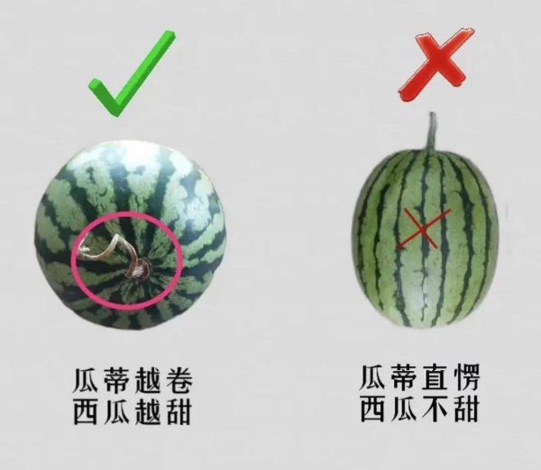 西瓜有公母之分吗