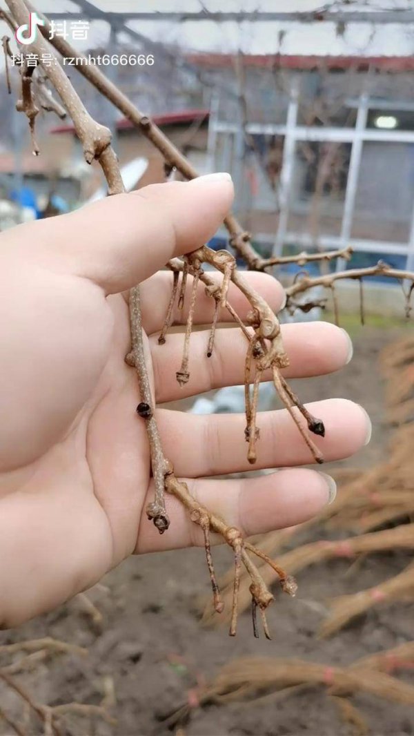 猕猴桃有公母之分吗