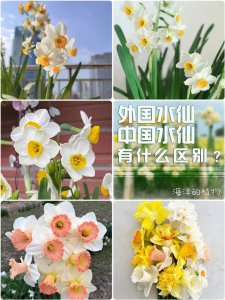 水仙花是什么季节开放的春节开花条件