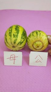 佛手瓜有公母之分吗 佛手瓜有雌雄之分吗？