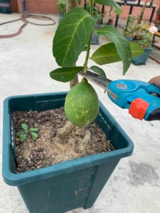 香水柠檬耐寒多少度 香水柠檬的耐寒温度是多少？