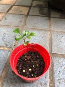 米兰花有种子吗 米兰花是否结种子？