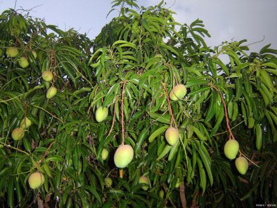 芒果象征着什么意义 芒果的象征意义