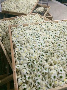 菊花怎么做干花 如何制作菊花干花？