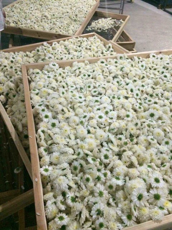 菊花怎么做干花