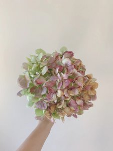 绣球怎么做干花不变色 绣球如何保存干花颜色不褪？