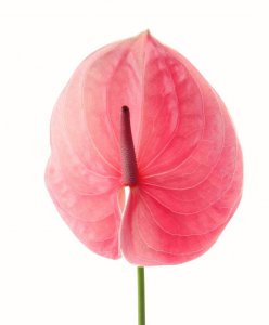 花烛的花语是什么意思 花烛的象征意义是什么