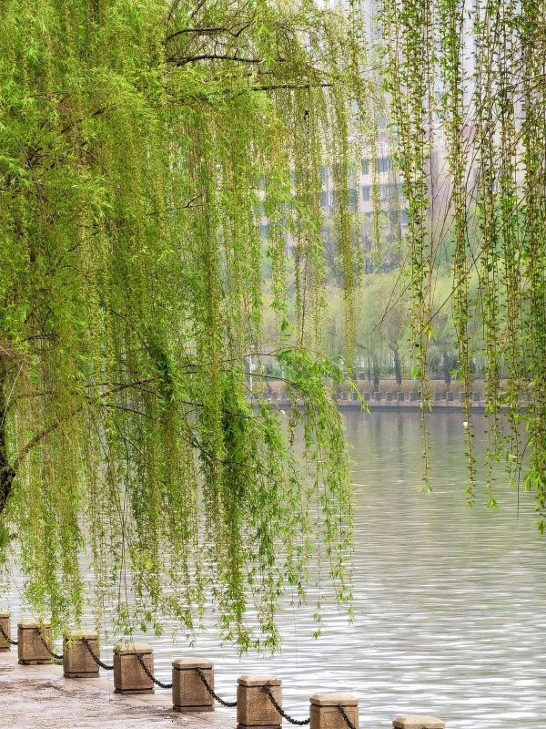 柳树象征着什么意义