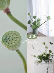 莲蓬象征着什么意义 莲蓬象征着何种寓意？