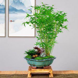带竹的盆栽有哪些 有哪些带有竹子的盆栽？