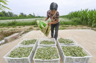 韭菜花什么时候采摘最好 最佳采摘时间为韭菜花？