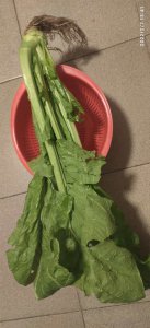 春菜是生菜吗 春菜是沙拉里的吗？