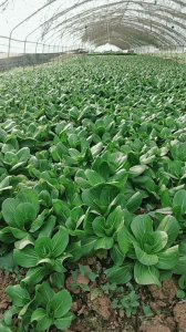 瓢儿菜是小白菜吗 瓢儿菜和小白菜有关系吗？