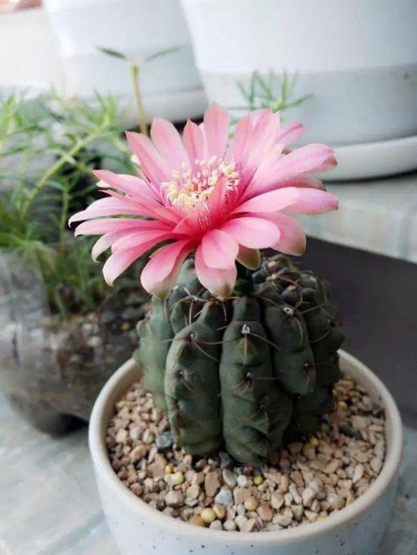 绯花玉哪个品种好看