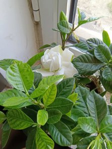 栀子花要晒太阳吗 栀子花需要阳光吗？