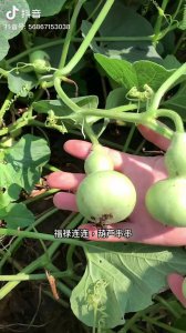 手捻葫芦什么时候采摘最合适 手捻葫芦最佳采摘时间是什么时候？