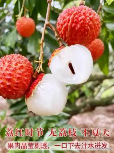 什么荔枝品种最好吃 哪种荔枝口感最棒