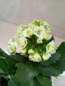 绿巴黎开花是什么颜色 绿巴黎开花的颜色是什么？