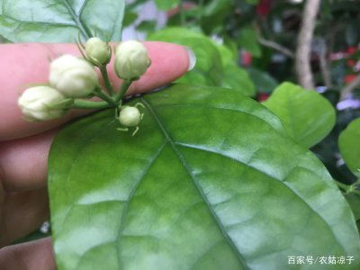 茉莉花叶子形状 茉莉花叶形
