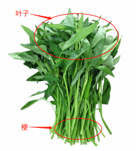 空心菜和菜心一样吗 空心菜和菜心有什么区别？