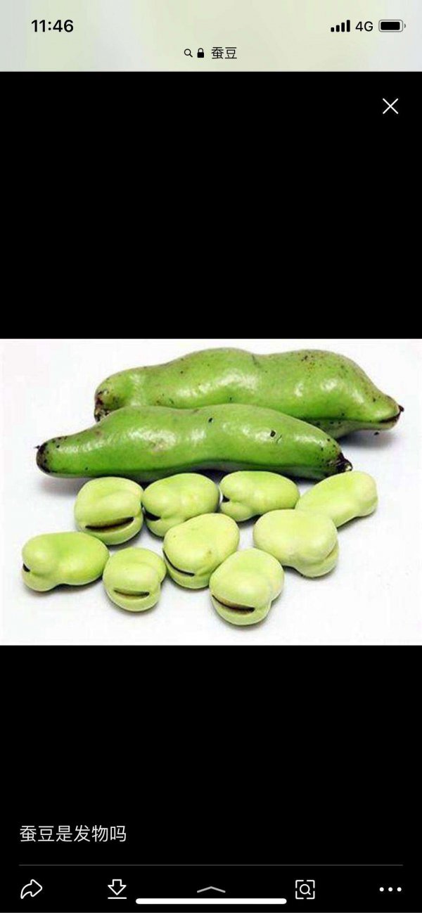 蚕豆和兰花豆一样吗