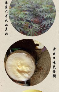 木薯和红薯一样吗 木薯和红薯有何相似之处？