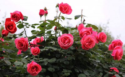 玫瑰花开在什么季节 玫瑰花盛放的季节是？