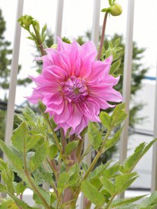 大丽花适合什么季节种 大丽花适合在哪个季节种植？