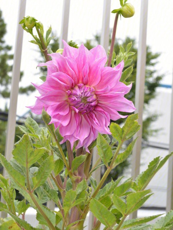 大丽花适合什么季节种
