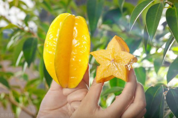 杨桃和杨梅是一种水果吗