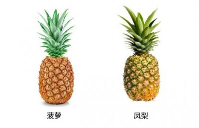 凤梨和菠萝是一种水果吗 凤梨和菠萝是否属于同一种水果？