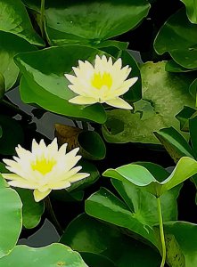莲花几点开花时间 莲花何时开花？