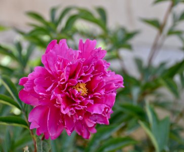 芍药几点开花时间 芍药开花时间是什么时候？