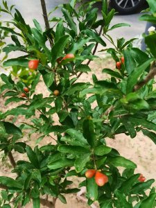 石榴种植多久开花结果 石榴树种植多久可以结果开花？