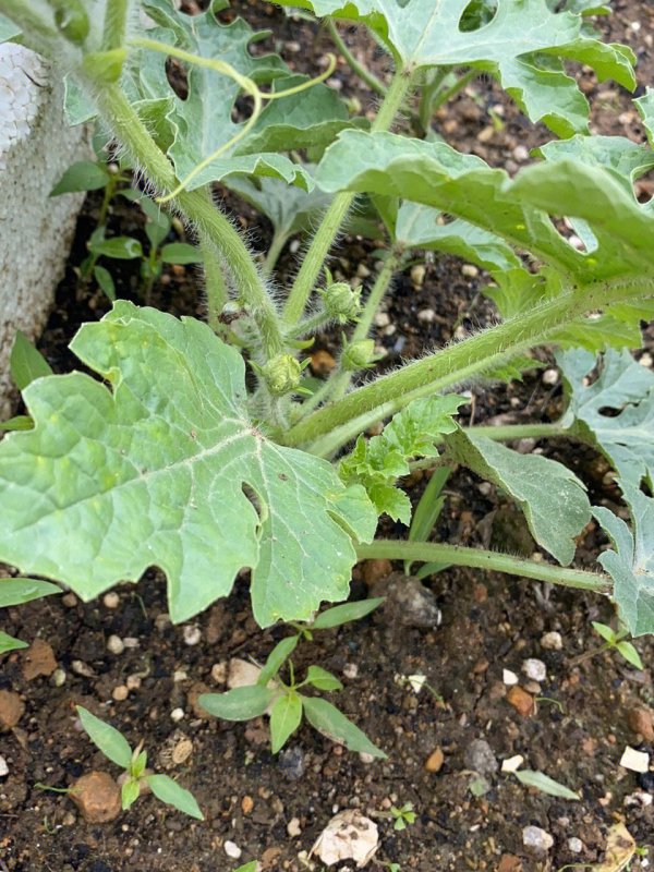 西瓜种植多久开花结果