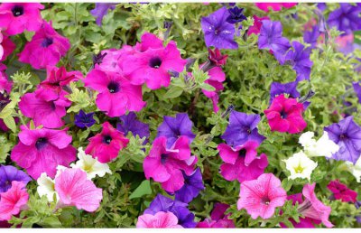 牵牛花种植多久开花 牵?；ㄖ种残枰嗑貌拍芸ǎ?/></i><h2>牵?；ㄖ种捕嗑每?牵?；ㄖ种残枰嗑貌拍芸?？</h2><p>绿植迷网小编为你介绍牵牛花种植多久开花的绿植方面的相关内容，接下来本站小编为大家介绍。牵?；ㄖ种捕嗑每ㄇＥ；ǖ纳に俣仁潜冉峡斓?，种子</p></a></li>
            <li><a href=