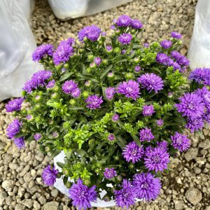 雏菊种植多久开花 雏菊种植几个月后会开花？