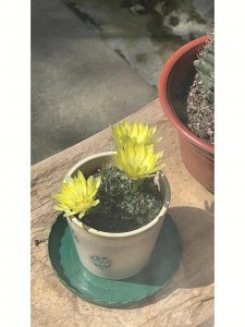 仙人球开花多久凋谢 仙人球花期有多长？