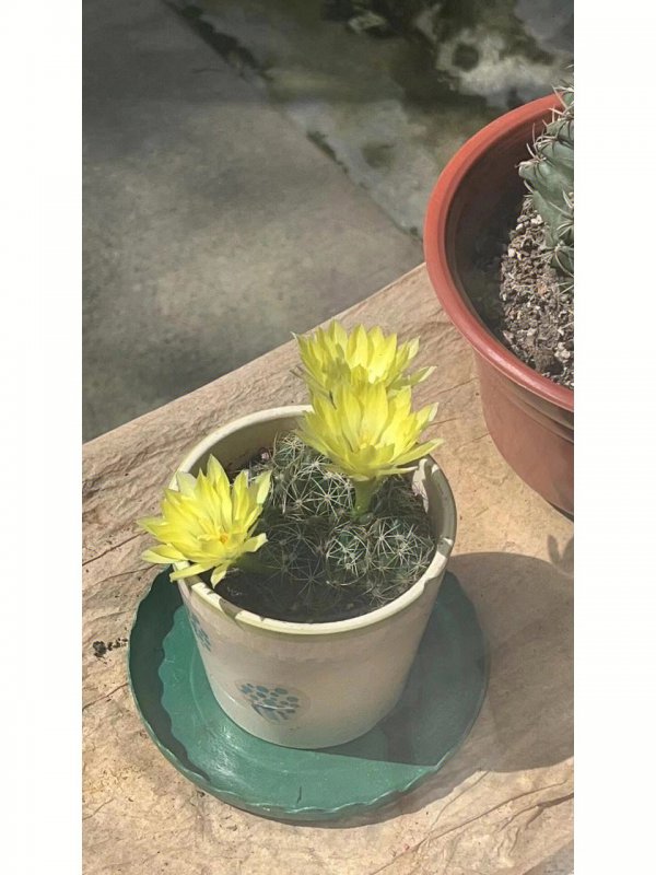 仙人球开花多久凋谢