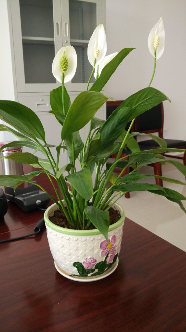 一帆风顺开花多久凋谢