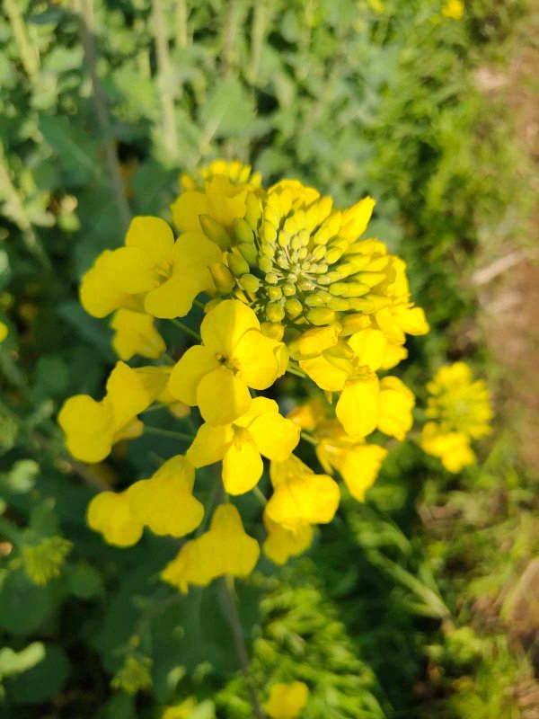 油菜花有几个花瓣
