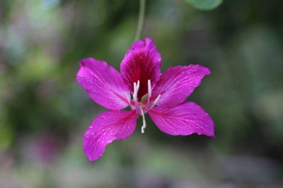 紫荆花代表什么象征意义 紫?；ǖ南笳饕庖?/></i><h2>紫荆花代表什么象征意义 紫?；ǖ南笳饕庖?/h2><p>对于大多数女性来说紫?；ù硎裁聪笳饕庖宓穆讨不ɑ芊矫娴慕樯埽黄鹄戳私饬私獍?。紫?；ù硎裁聪笳饕庖遄暇；ǘ嘤美丛⒁饧彝ズ湍?、亲情等，</p></a></li>
            <li><a href=
