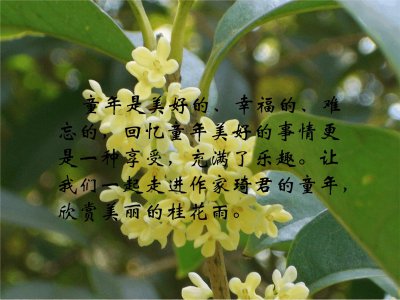 桂花代表什么象征意义 桂花象征意义是什么？