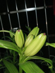 百合花几点开花时间 百合花何时开花？